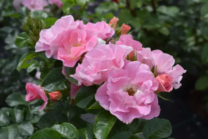 pink-robusta-2-394602