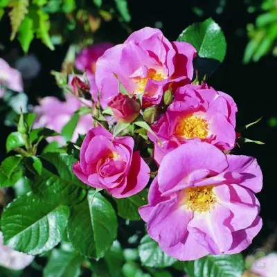 pink-robusta-3-394602