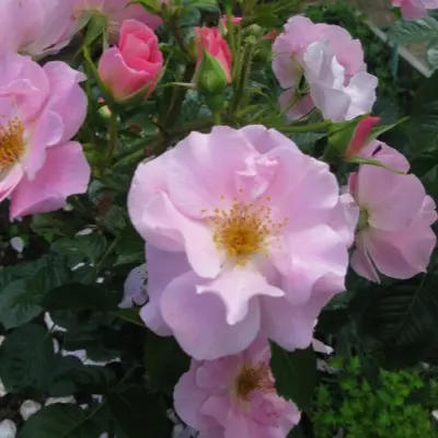 pink-robusta-5-394602