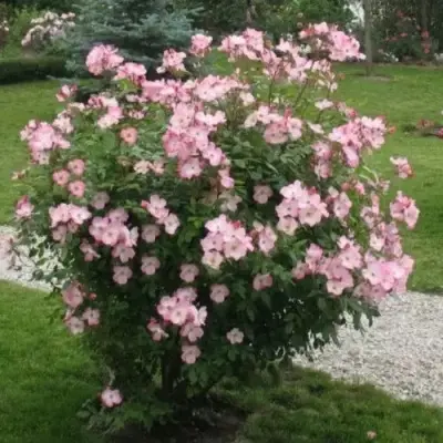pink-robusta-6-394602