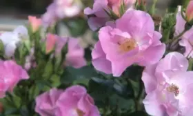 pink-robusta-7-394602