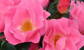 pink-robusta-main-394602