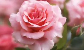 poeziya-main-397776