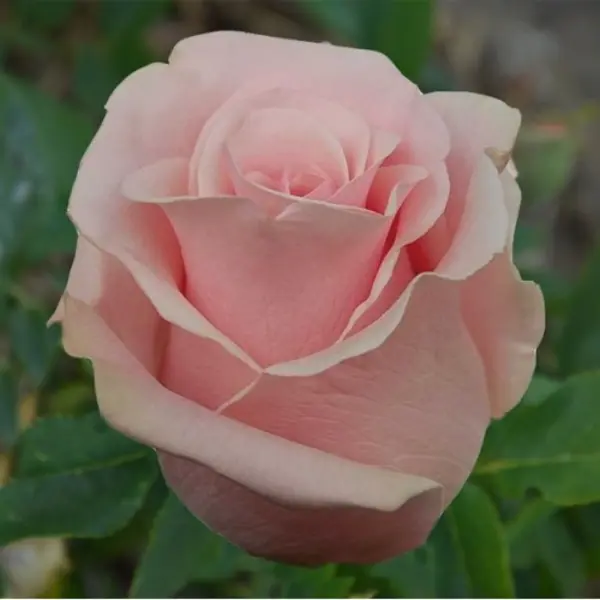 pretti-vumen-3-379400