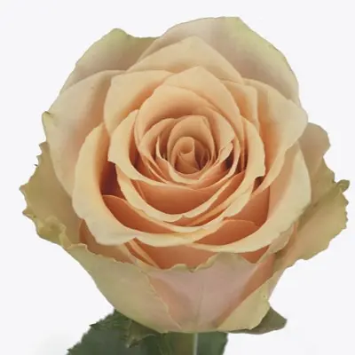 primavera-3-381724