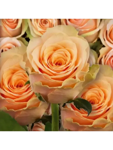 primavera-main-381724