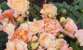 printsessa-ayko-8-399496