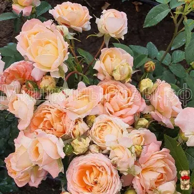 printsessa-ayko-8-399496