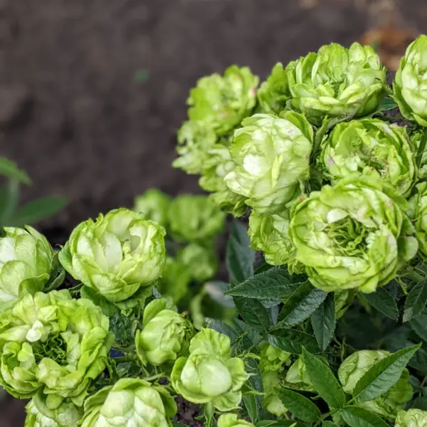 printsessa-midori-3-392281