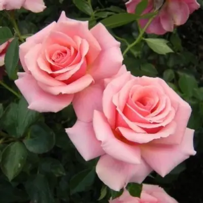 pristsilla-3-380458