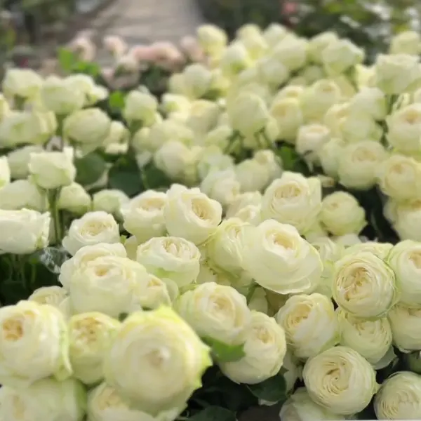 pur-blond-4-388871