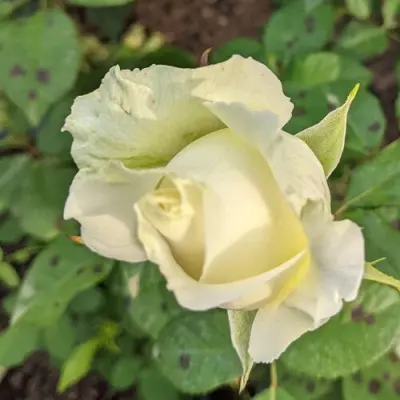pur-blond-5-388871