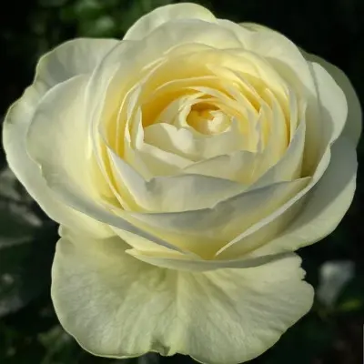 pur-blond-7-388871