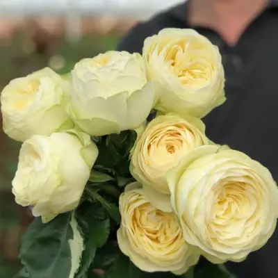 pur-blond-9-388871