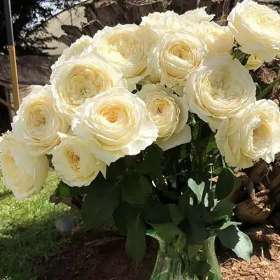 pur-blond-main-388871