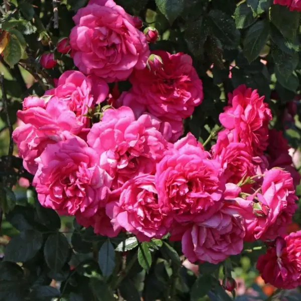 rapuntsel-3-392446
