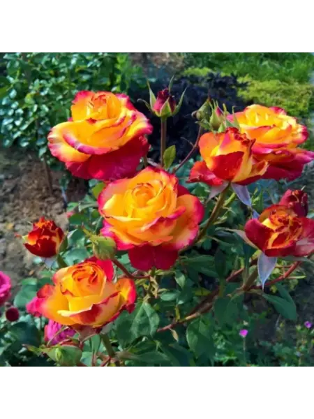 rassela-1-377366