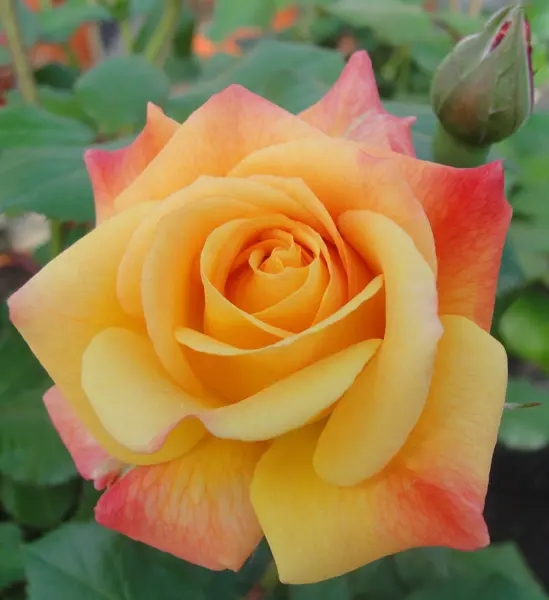 rassela-3-377366