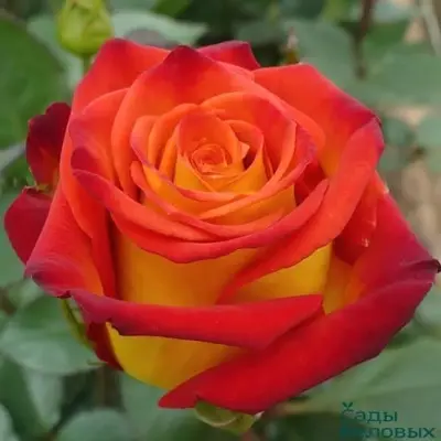 rassela-5-377366