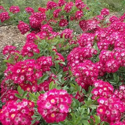 red-balerin-6-391361