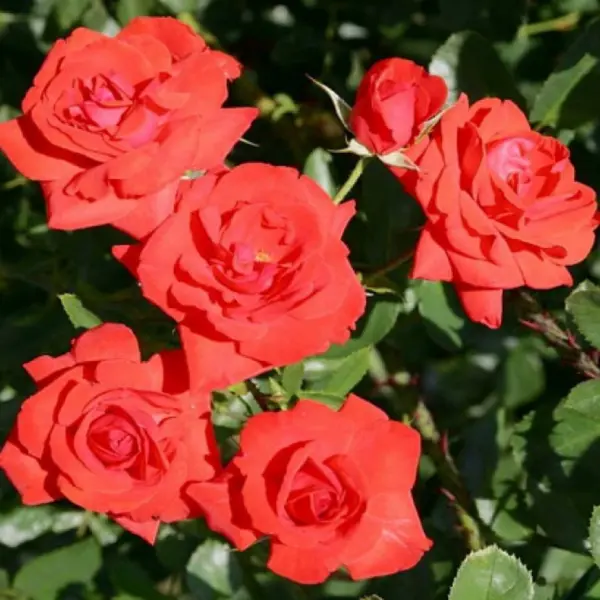 red-brilliant-1-381561