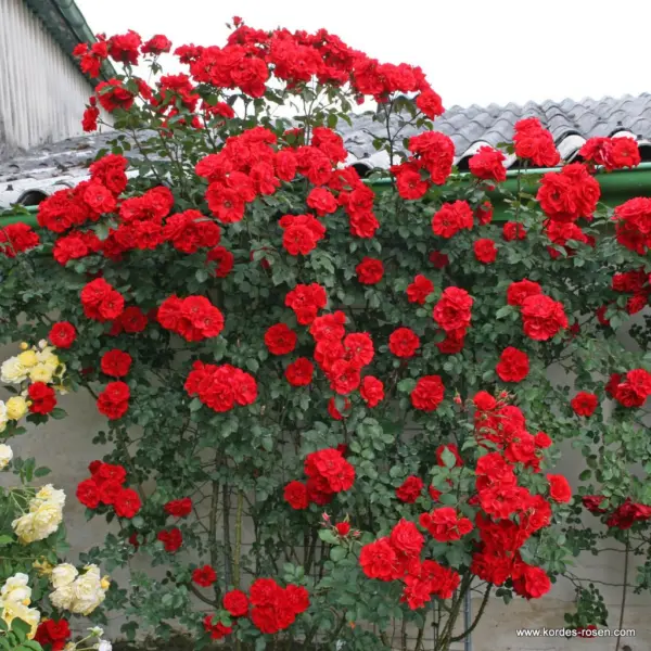 red-brilliant-2-381561