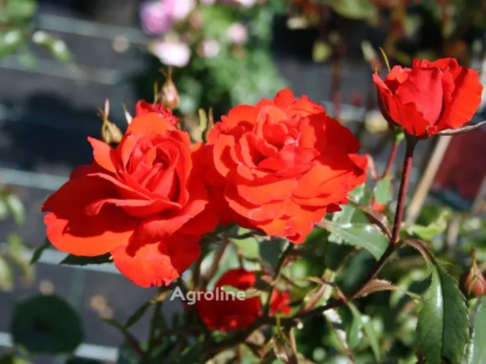 red-brilliant-3-381561