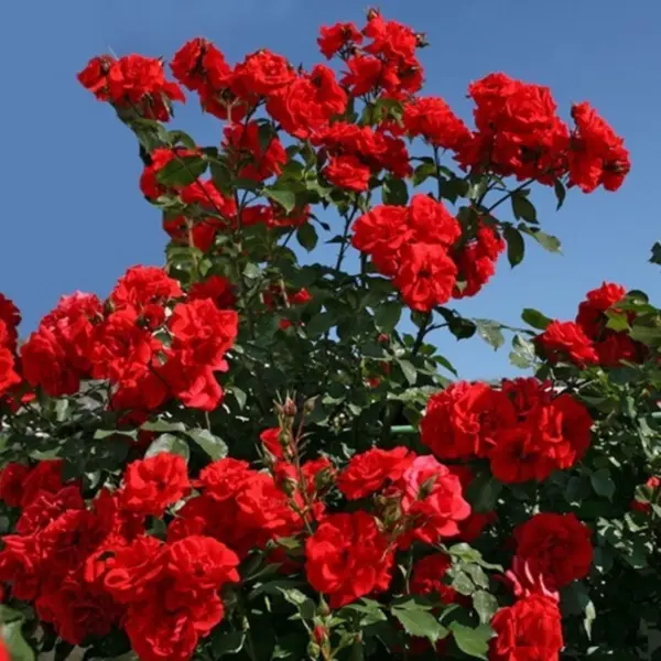 red-brilliant-4-381561