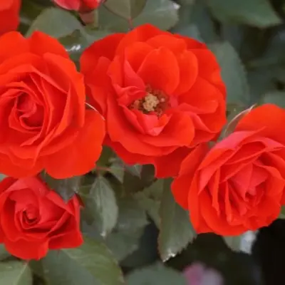 red-brilliant-7-381561