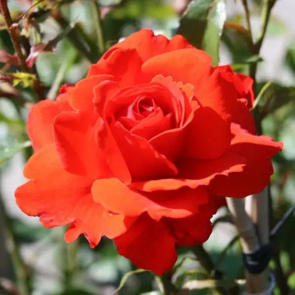 red-brilliant-main-381561