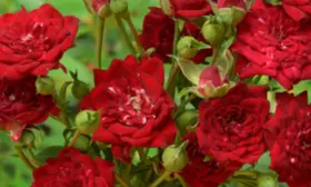 red-kaskad-2-396603