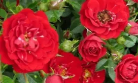 red-kaskad-3-396603