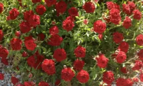 red-kaskad-4-396603