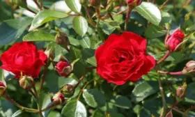 red-kaskad-6-396603