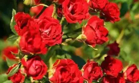 red-kaskad-main-396603
