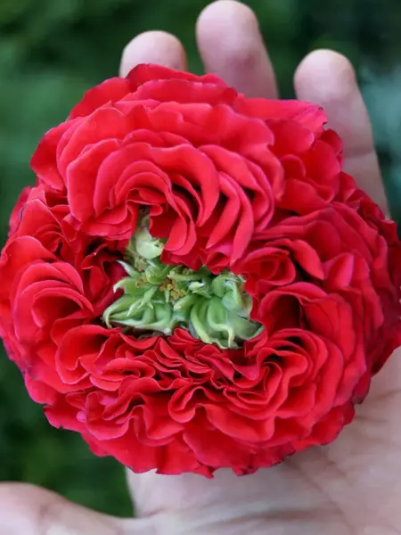 red-monstr-2-392352