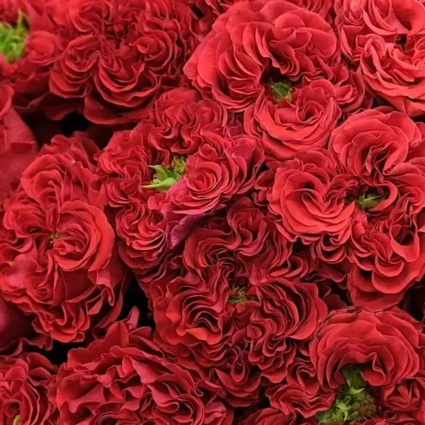 red-monstr-5-392352