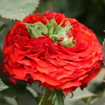 red-monstr-main-392352