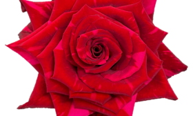 red-panter-5-396434