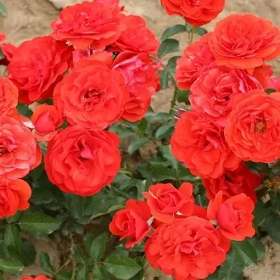 red-river-2-379740