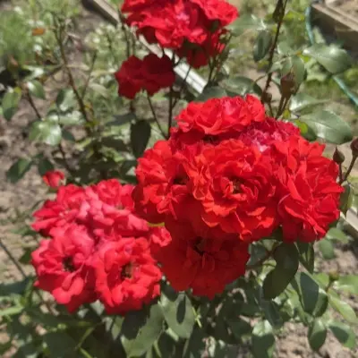 red-river-5-379740