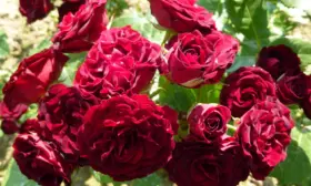 red-senseyshen-2-399416