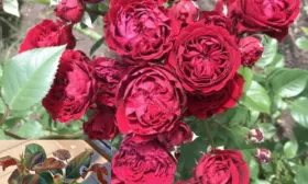 red-senseyshen-3-399416