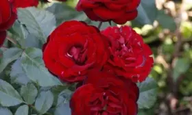 red-senseyshen-4-399416
