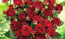 red-senseyshen-5-399416