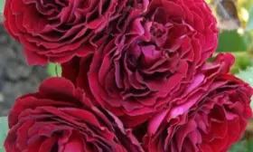 red-senseyshen-6-399416