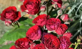 red-senseyshen-main-399416