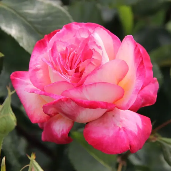 rina-herholdt-3-373975