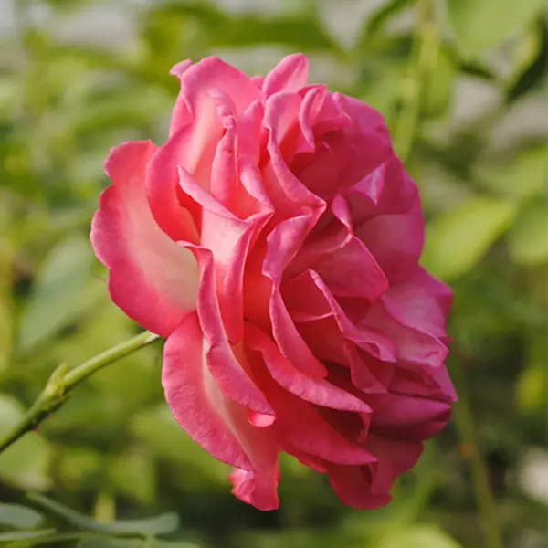 rina-herholdt-4-373975