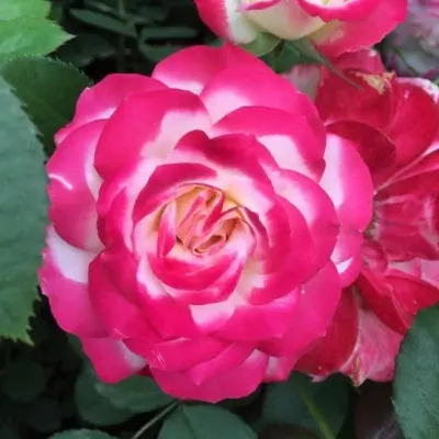 rina-herholdt-5-373975